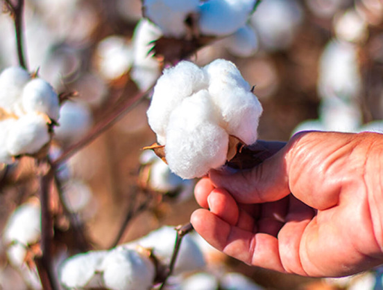 Top 9 diferentes tipos de algodón en todo el mundo